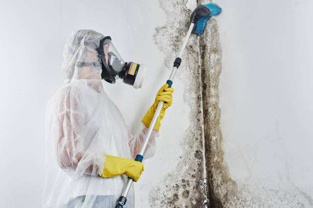 Mold Remediation for Rental Properties in Cattaraugus, NY